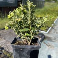 Саженец Брусника Koralle в контейнере